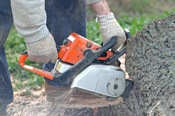 Best Fruit Tree Pruning  in Fincastle, TN